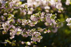 ヒマラヤ桜　３