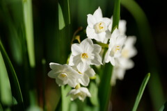 ペーパーホワイト