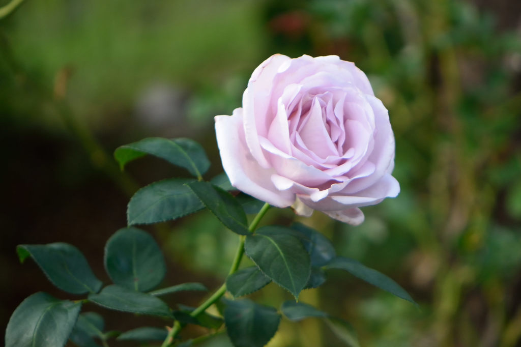 秋薔薇 マダムヴィオレ By ５０１ Id 写真共有サイト Photohito