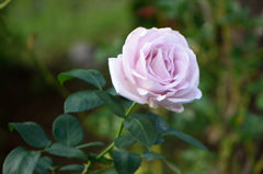 秋薔薇　マダムヴィオレ
