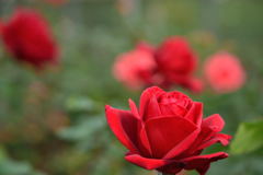 薔薇　希望