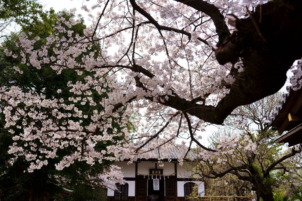 遠壽院