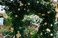 マイフィールド