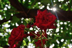 薔薇　キラリン