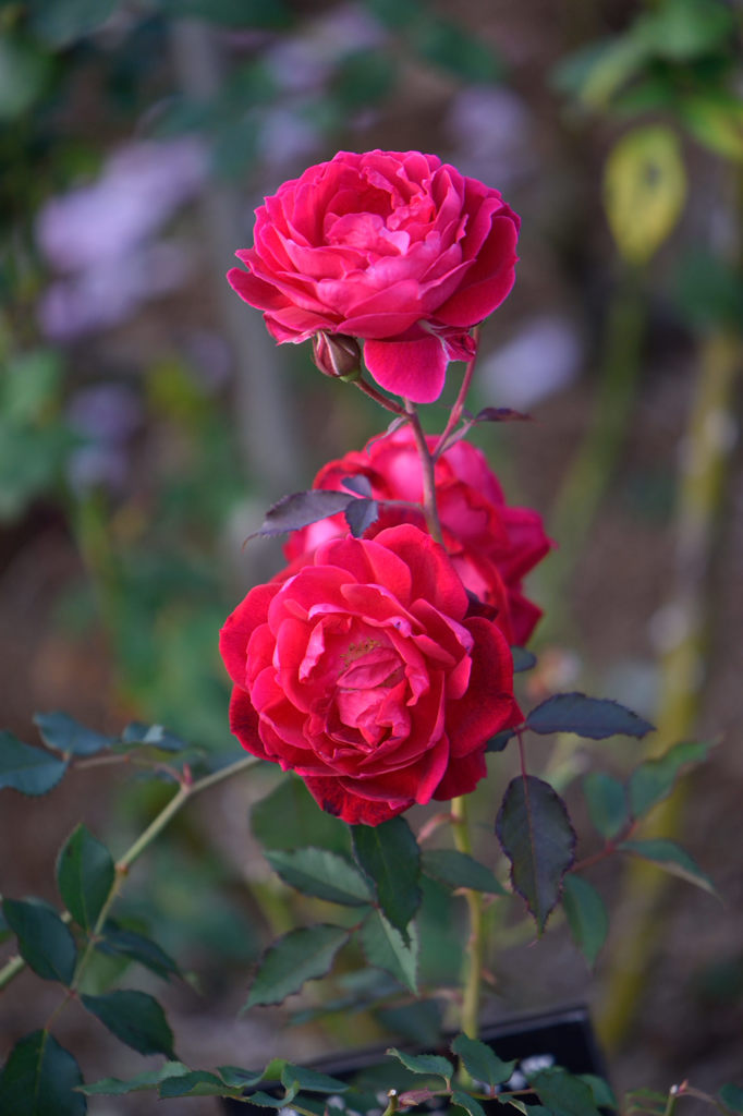 秋薔薇　グルス　アン　テプリッツ