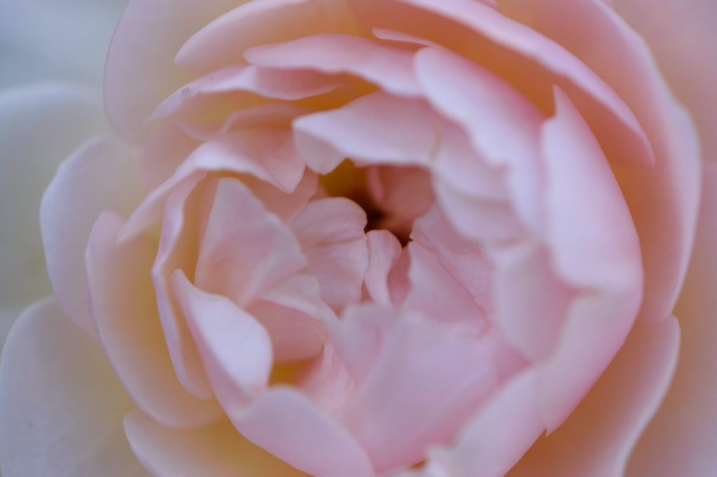 薔薇が咲き出しました