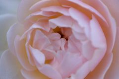 薔薇が咲き出しました