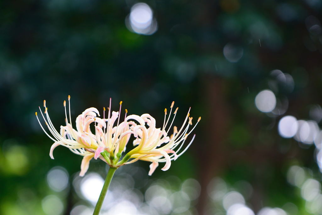 彼岸花　ピンク