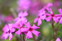芝桜？