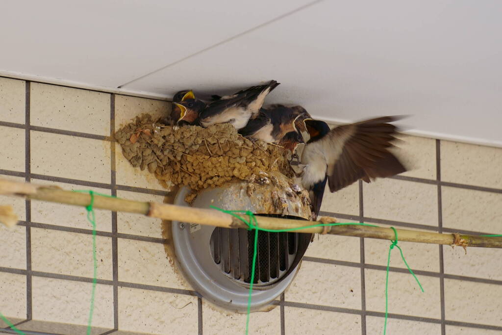 餌くれぇ～～～