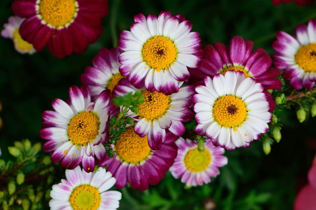 マーガレット　メテオレッド