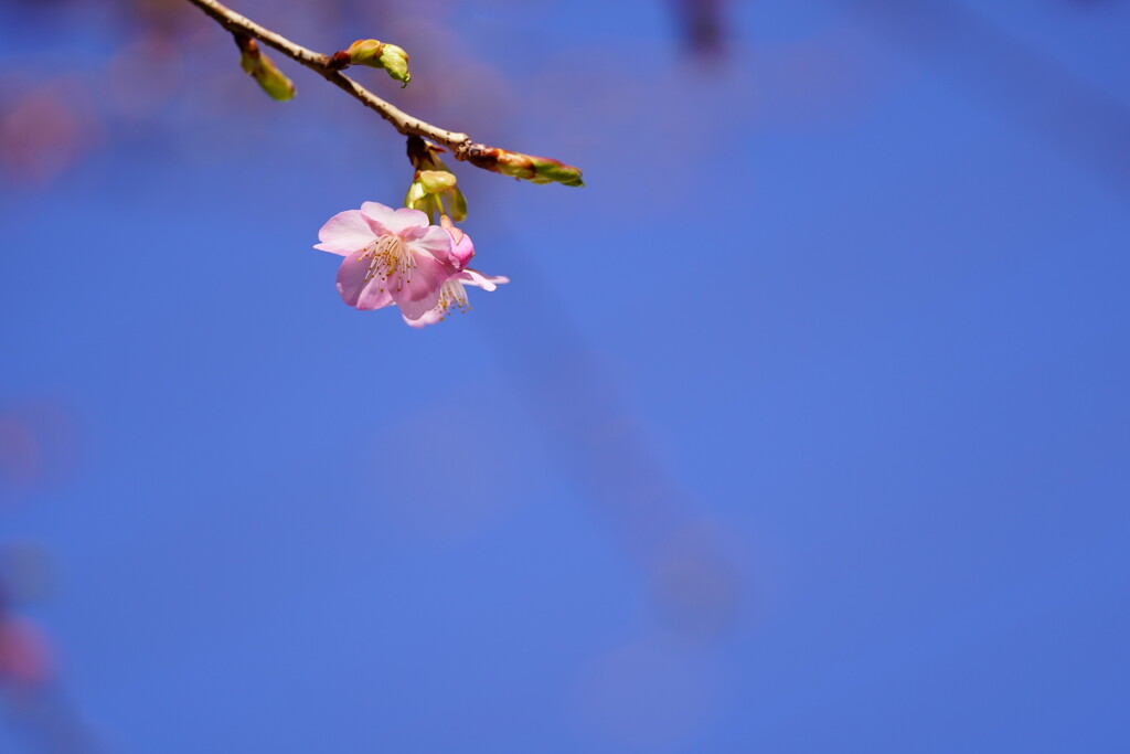 河津桜　１