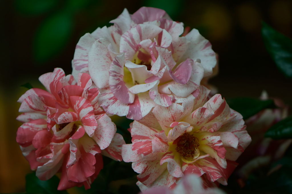 パソナの薔薇　3