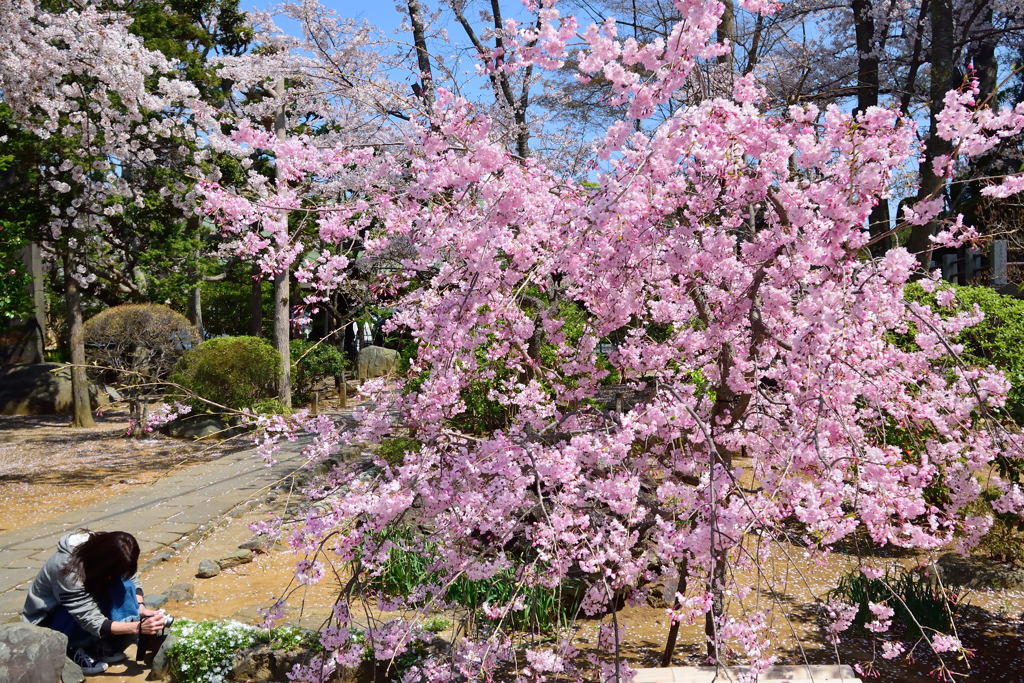 中山法華経寺　枝垂桜