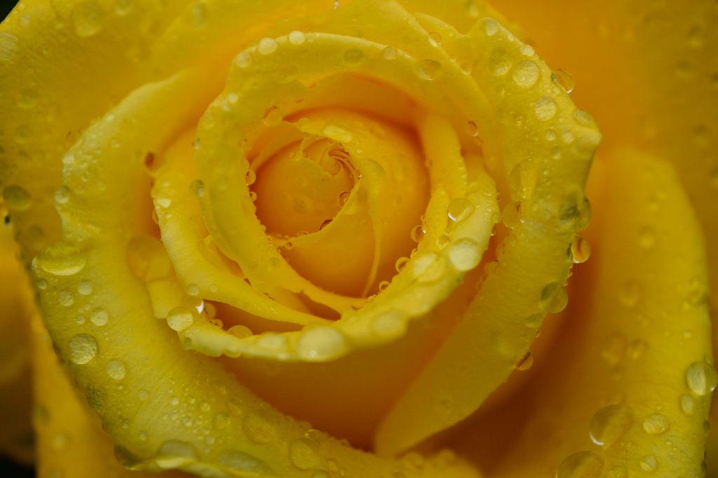 雨上がりの薔薇たち