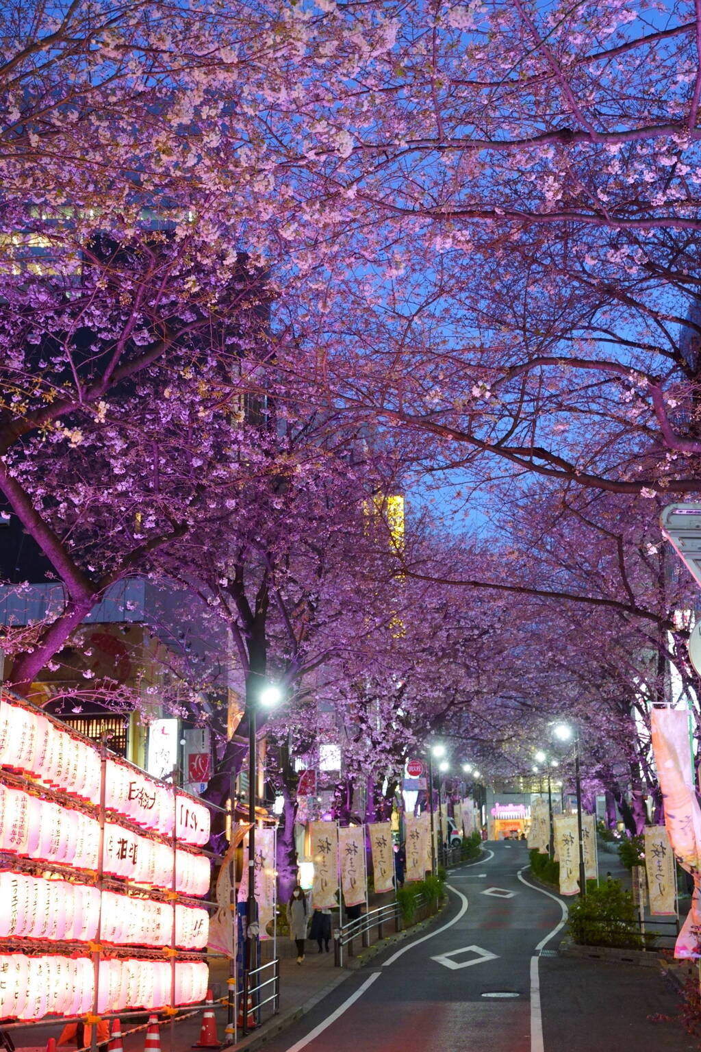 渋谷桜丘桜まつり