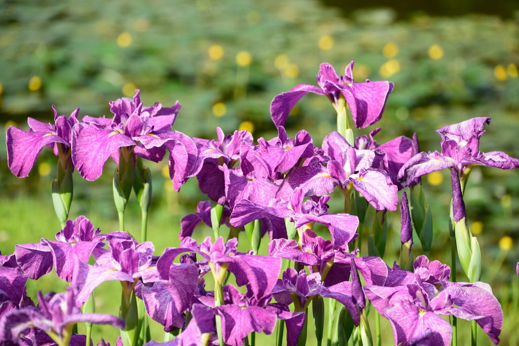 菖蒲　日出鶴