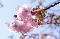 河津桜３