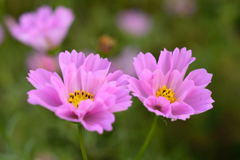 秋桜　ローズボンボン　１