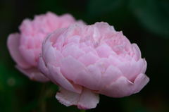 薔薇　アルンウィック・ローズ