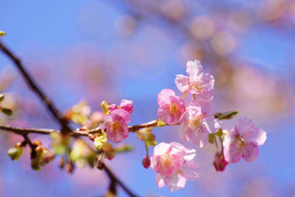 河津桜が咲きだす