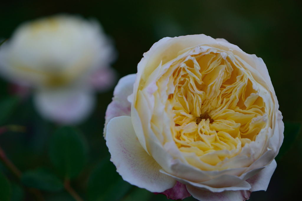 薔薇　クロード・モネ