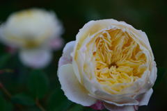 薔薇　クロード・モネ