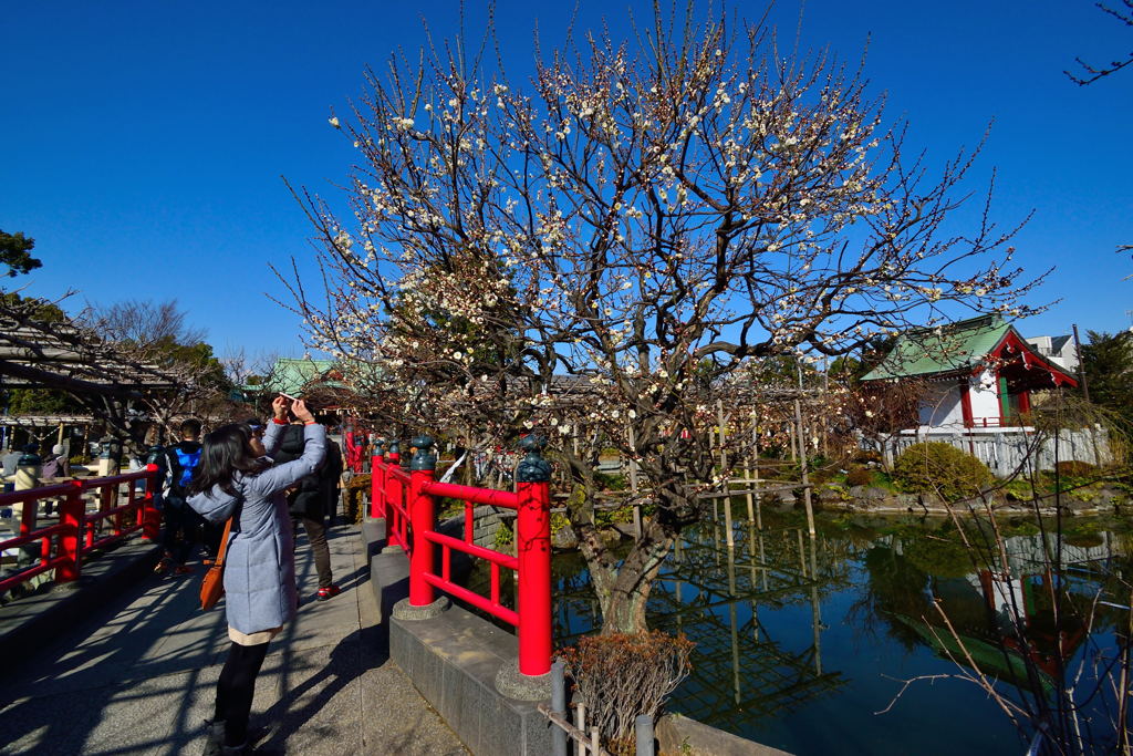 亀戸天神　うまく撮れましたか？