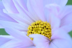 秋桜　ローズボンボン　アップ