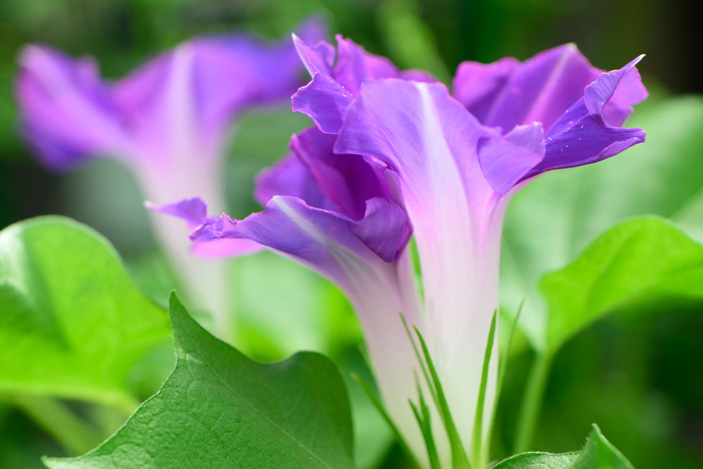 変化朝顔　紫切咲