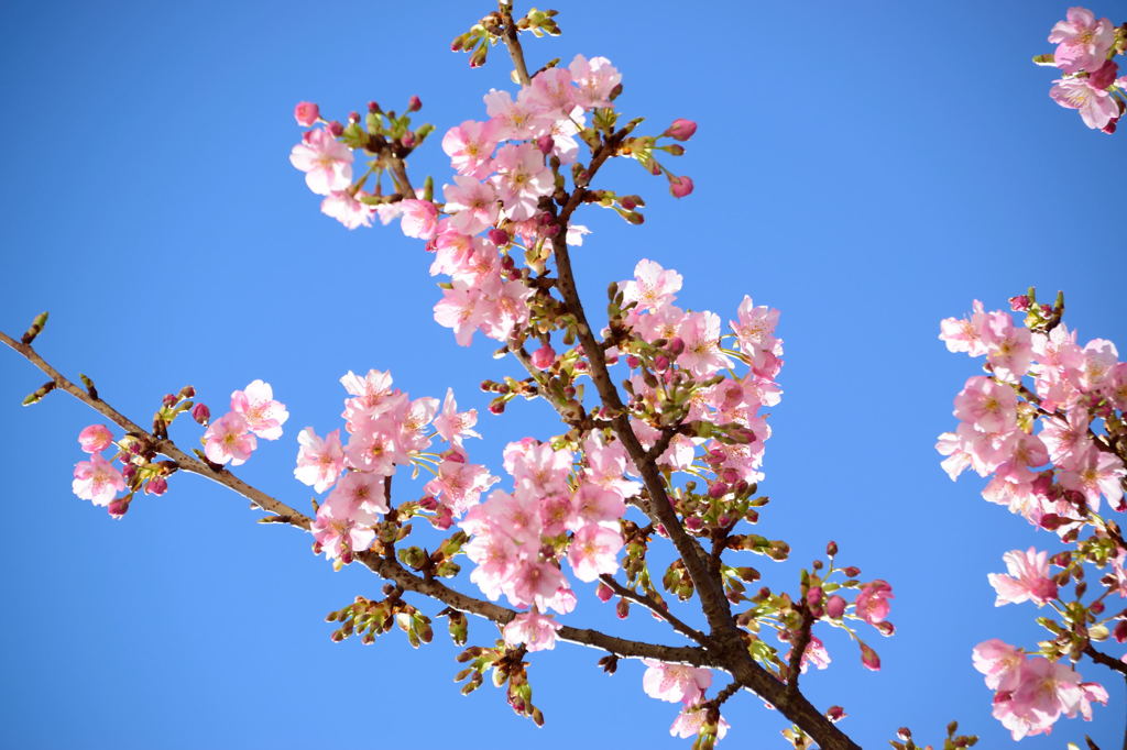 河津桜　青空