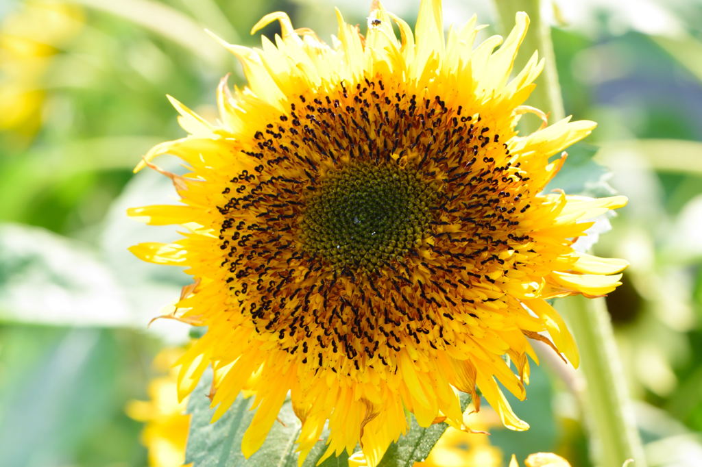 向日葵　ゴッホのひまわり