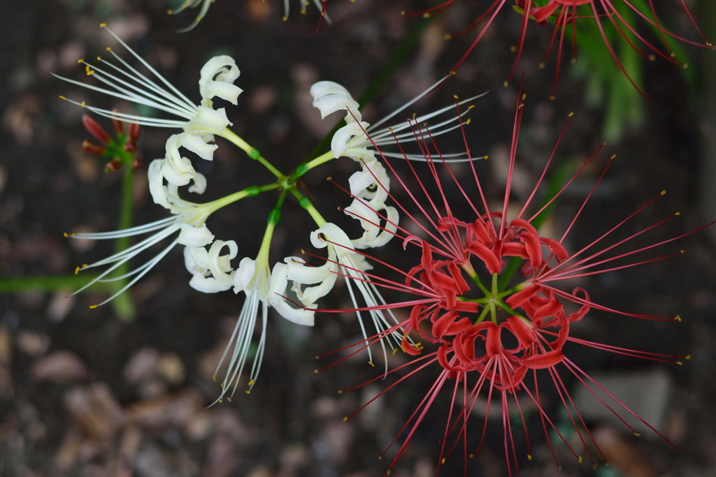 彼岸花　紅白