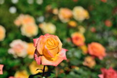 薔薇　マーベラ