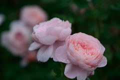 薔薇　クイーン　オブ　スウェーデン