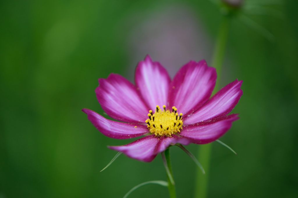 秋桜　キャンディストライプ　3