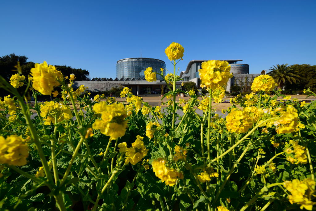 寒咲きハナナ　春雷　２