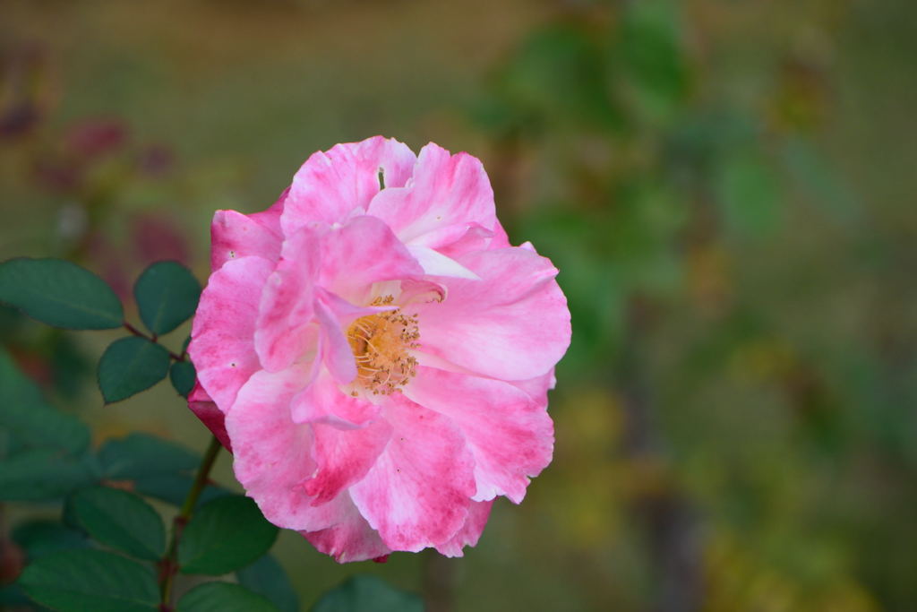 薔薇　デスティニ