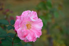 薔薇　デスティニ