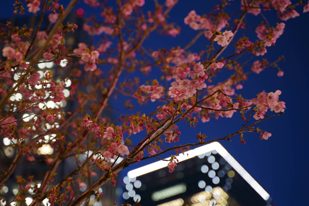 夜桜　陽光