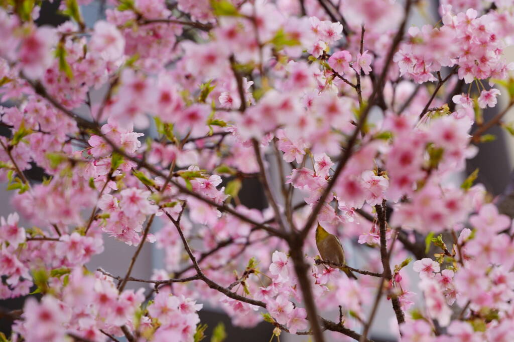 サクジロー　もう葉桜だね