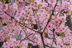サクジロー　もう葉桜だね