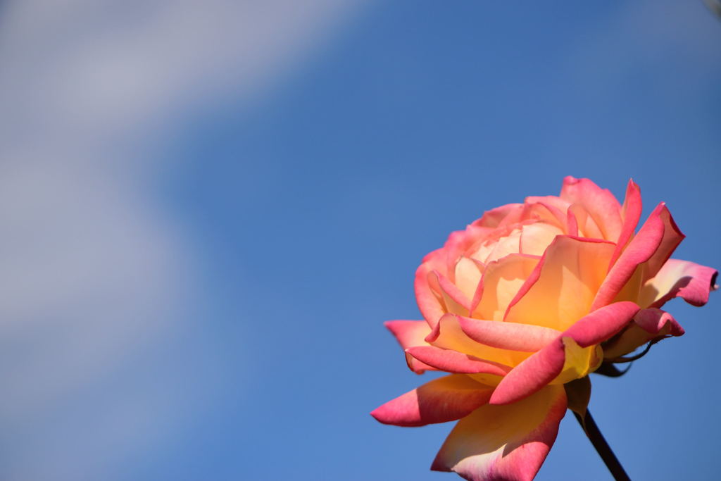 薔薇　朝雲　２