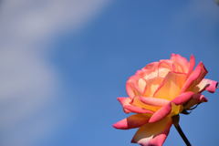 薔薇　朝雲　２