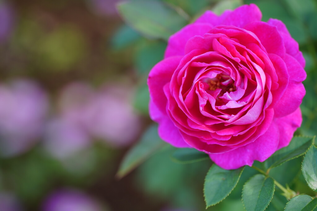 薔薇　フォーラン　マリア
