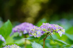 紫陽花