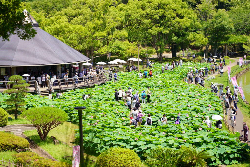 大賀ハスまつり　全景