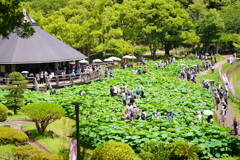 大賀ハスまつり　全景