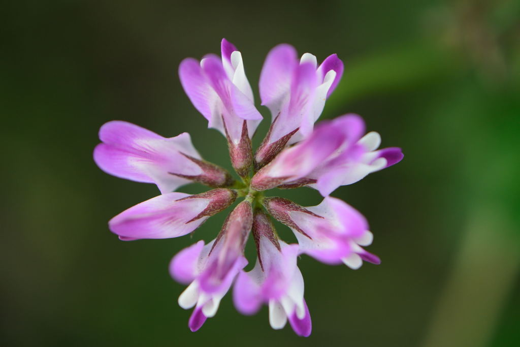 蓮華　２