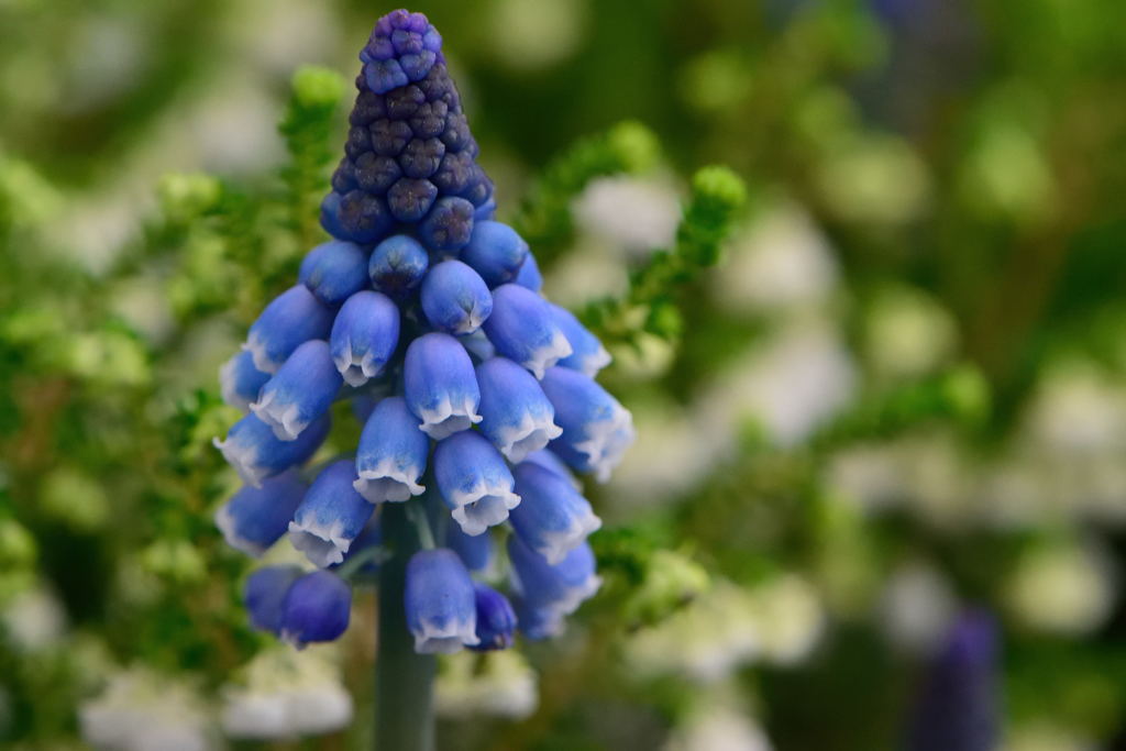 すべての花の画像 ベストムスカリ アルメニア カム